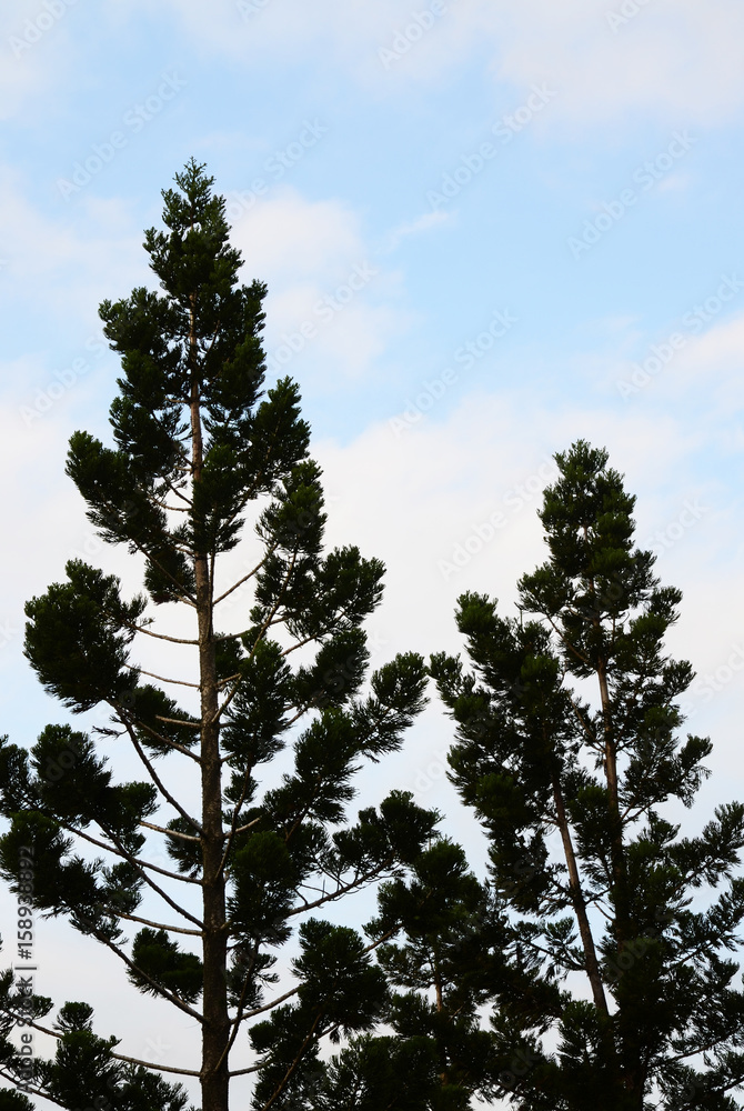 Conifer tree against blue sky