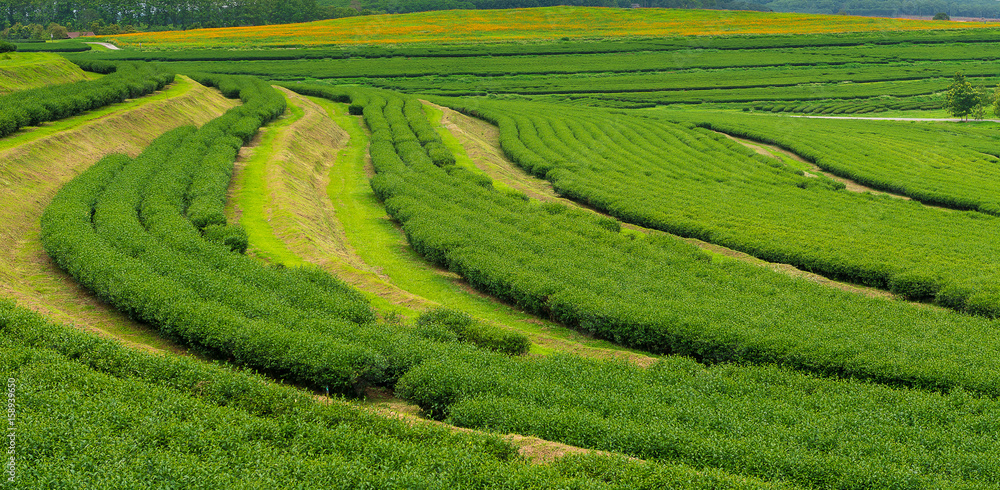 Green tea plantation in NorthernThailand Green tea plantation in NorthernThailand