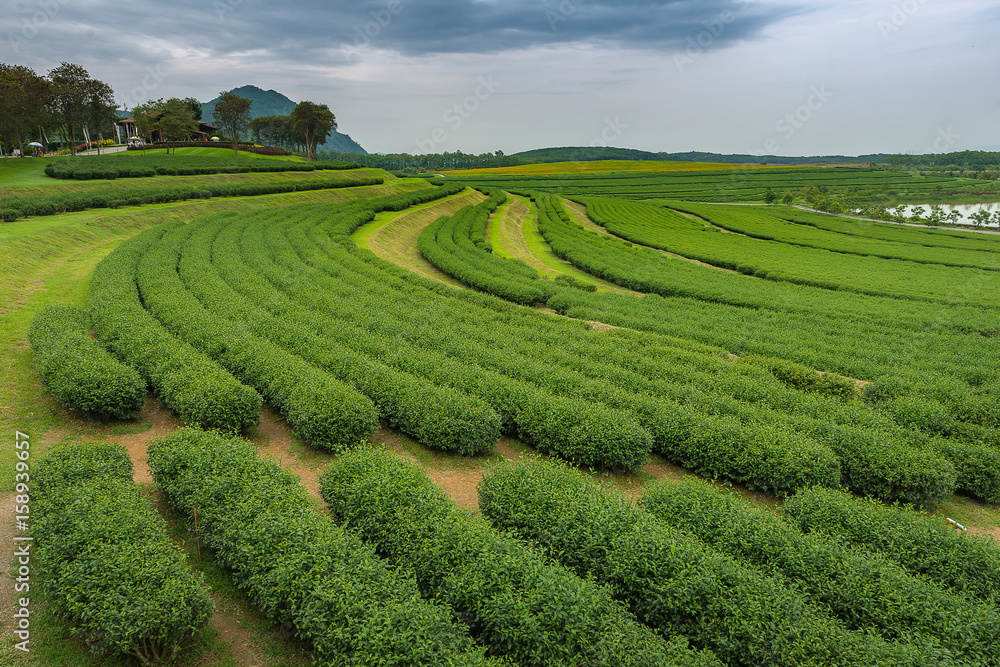 Green tea plantation in NorthernThailand