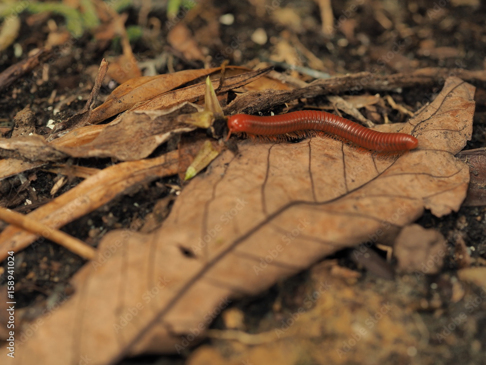 Millipede is on dry leaf Millipede is on dry leaf