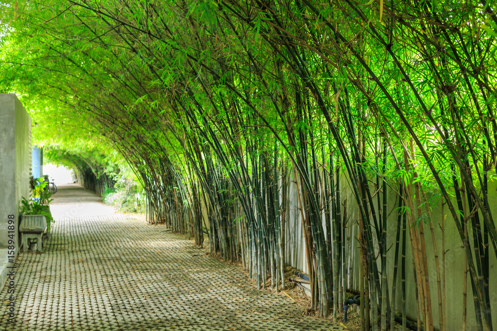 Fototapeta premium Empty walkway runs through tall bamboo tree garden with sun light