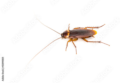 Cockroach on white background © rawinfoto