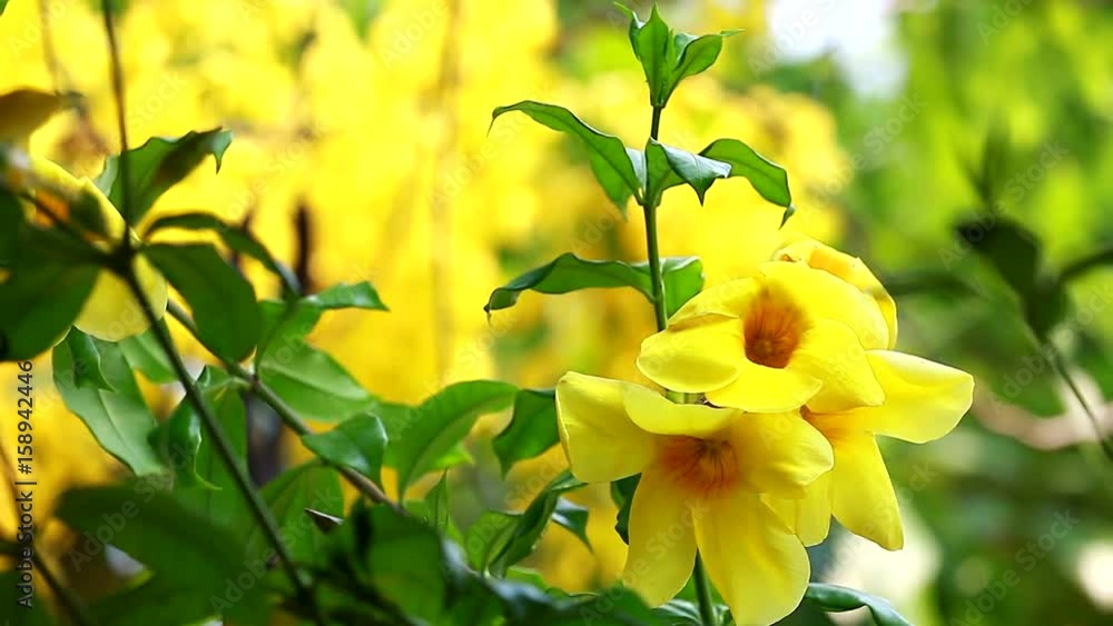 Close up of Golden Trumpet (Allamanda cathartica) Close up of Golden Trumpet (Allamanda cathartica)