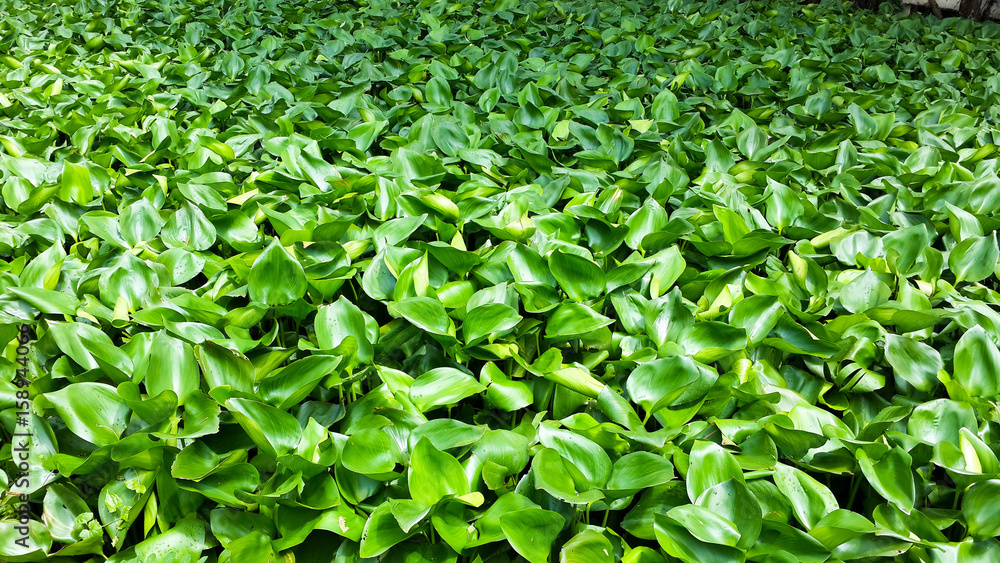 Fototapeta premium Hyacinth in the swamp