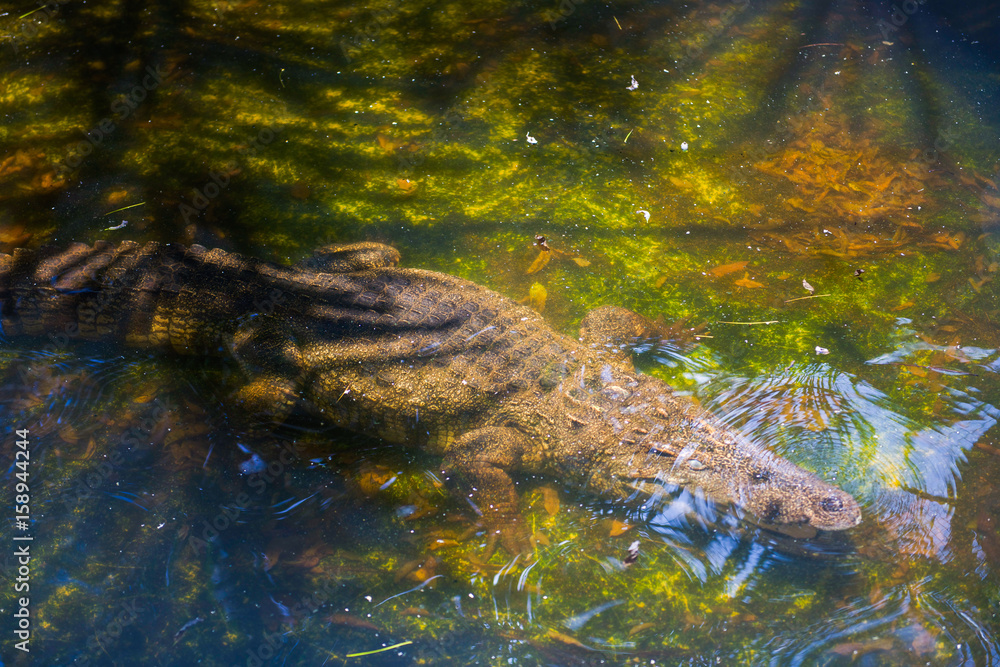 Crocodile swims in the pond