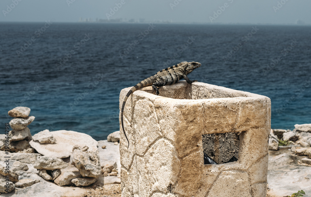 Fototapeta premium Isla Mujeres Iguana