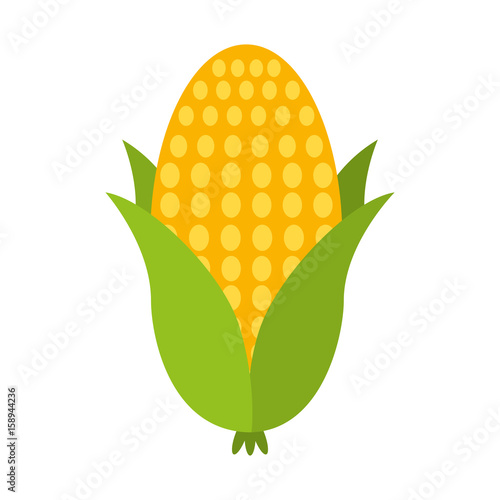 cob corn isolated icon vector illustration design