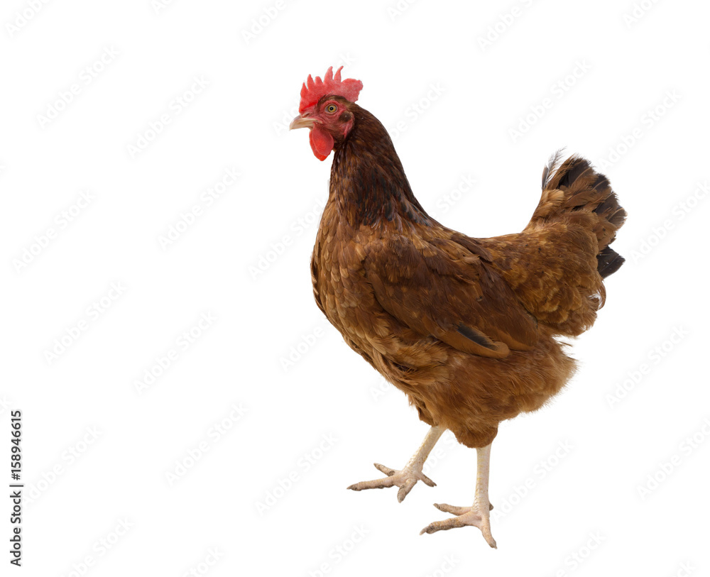 Fototapeta premium brown hen isolated on white, copy space