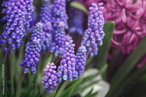 Beautiful fairy dreamy magic red blue purple violet hyacinthus Muscari flowers with green leaves  retro vintage style  blurry background  copyspace for text  faded pastel colors
