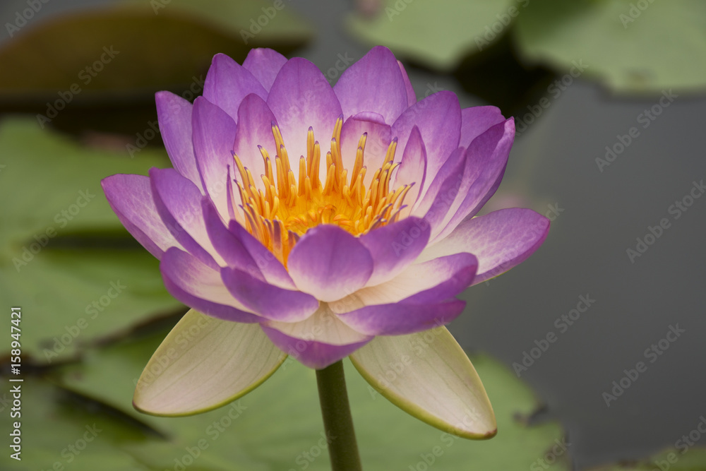 Purple lotus in the pond Purple lotus in the pond