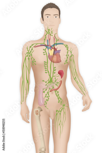 Lymphatic system drawing photo