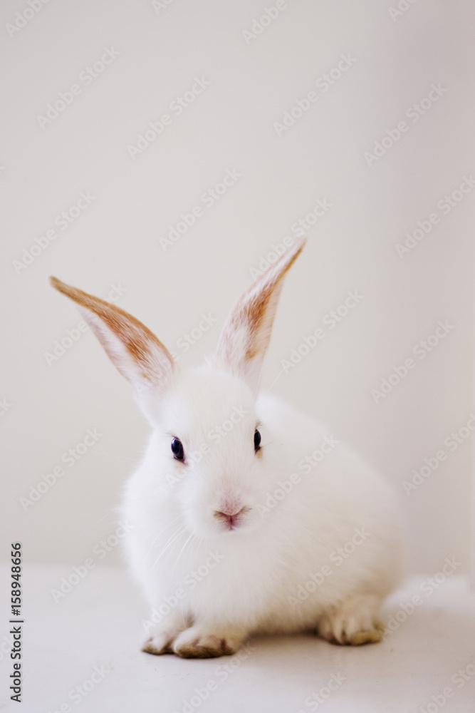 White Bunny Rabbit White Bunny Rabbit
