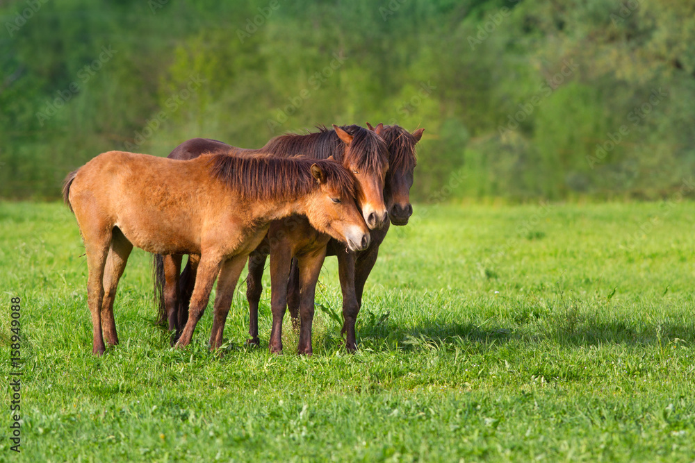 Fototapeta premium Horses on green spring pasture rest and grazing 