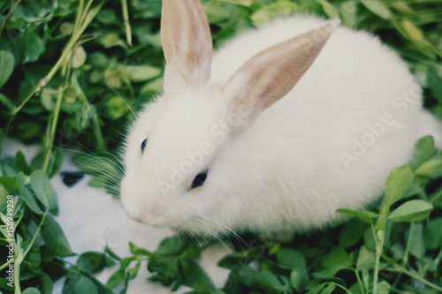White Bunny Rabbit © Gabriel
