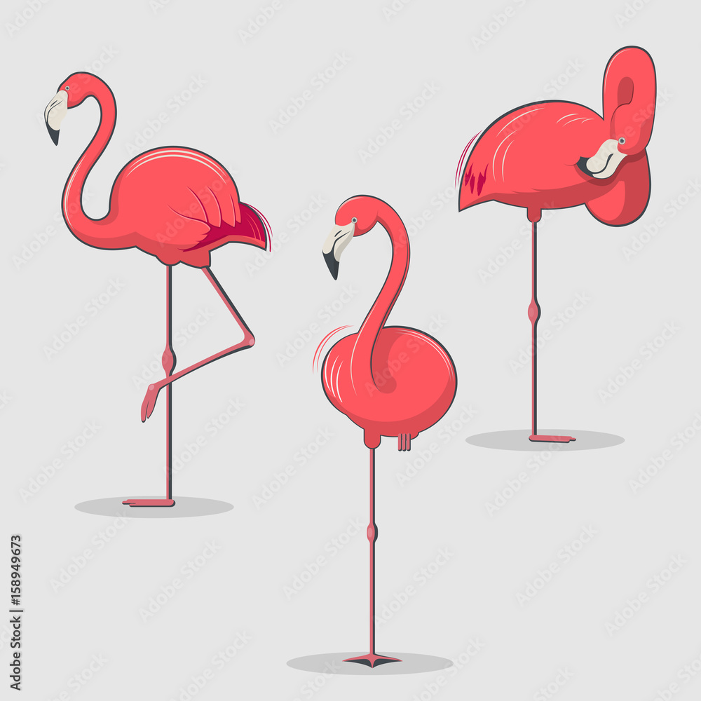 Obraz premium Set of pink flamingos bird in different poses