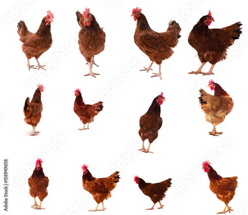 Incorporation of chicken gestures,brown hen isolated on white, copy space.