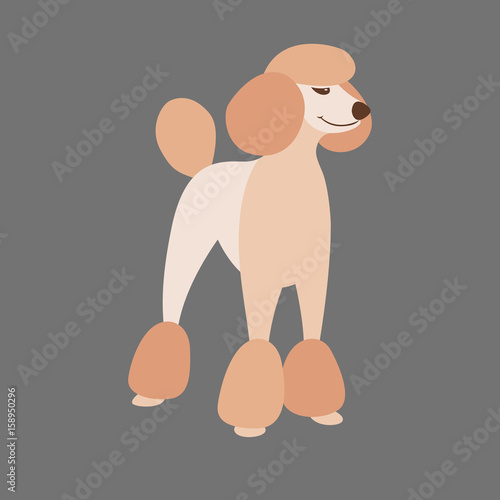 poodle dog  vector illustration style Flat