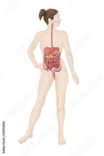 Digestive system  illustration