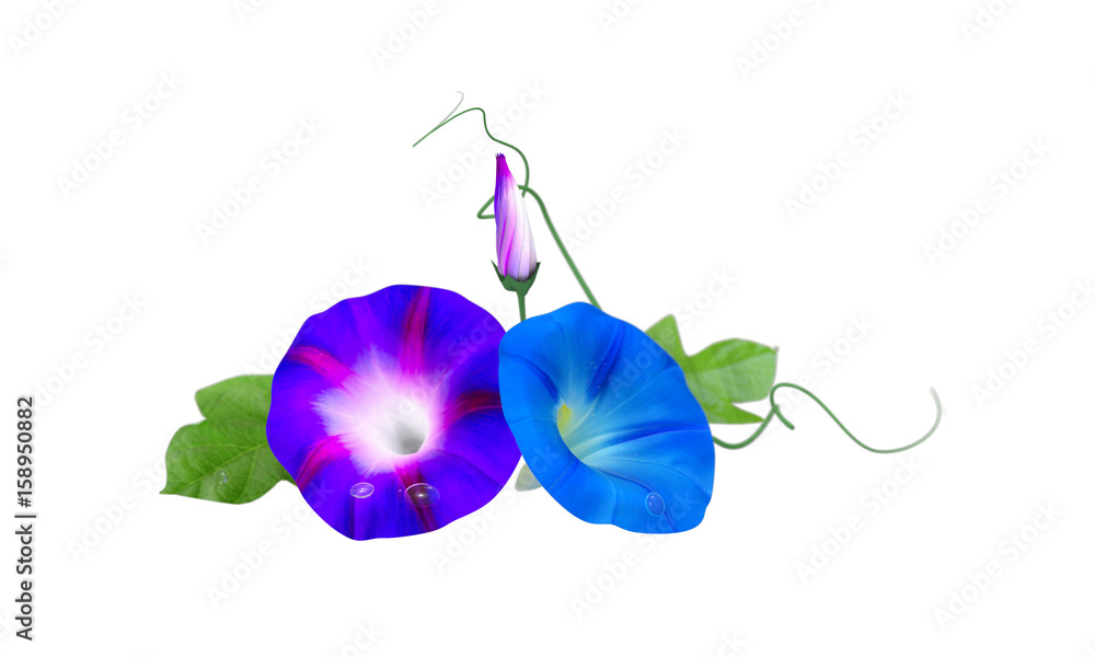 夏の朝顔 アサガオ あさがお と水滴 Stock イラスト Adobe Stock