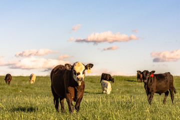 Foto auf Leinwand Kuh Stocker cattle in rye grass pasture - horizontal  © jackienix