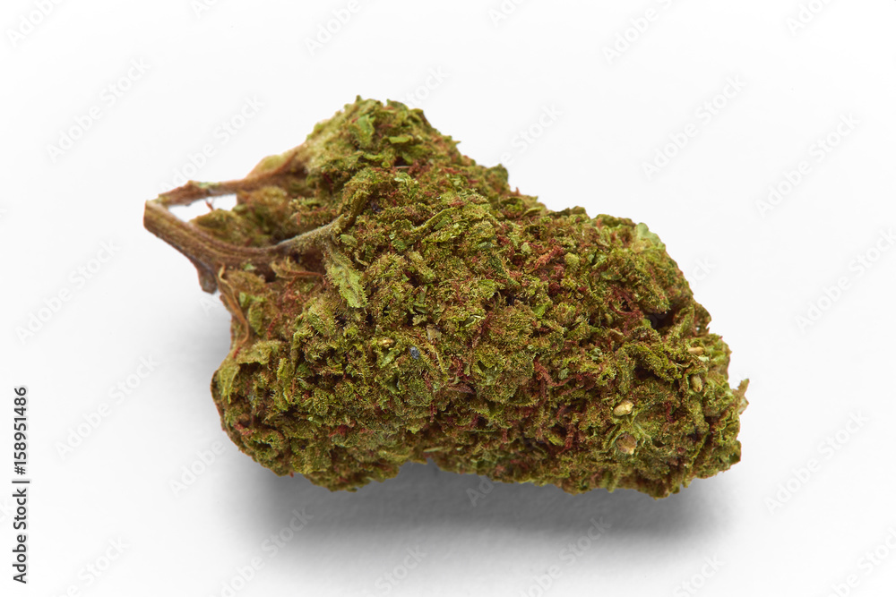 Close up of blueberry cheese medical marijuana strain on white background Close up of blueberry cheese medical marijuana strain on white background