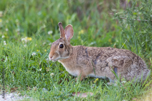 A close shot of a rabbit near a field of grass