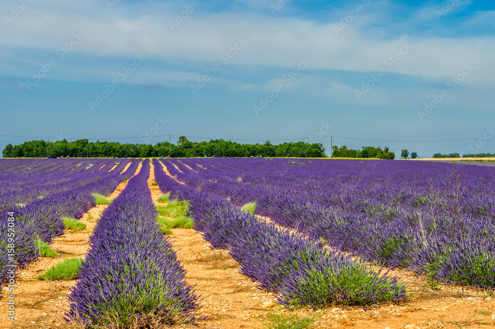 Obraz premium Lavande.