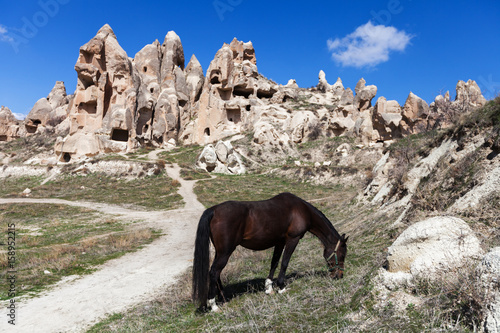 brown horse in mountain hill, cappadocia © alimyakubov