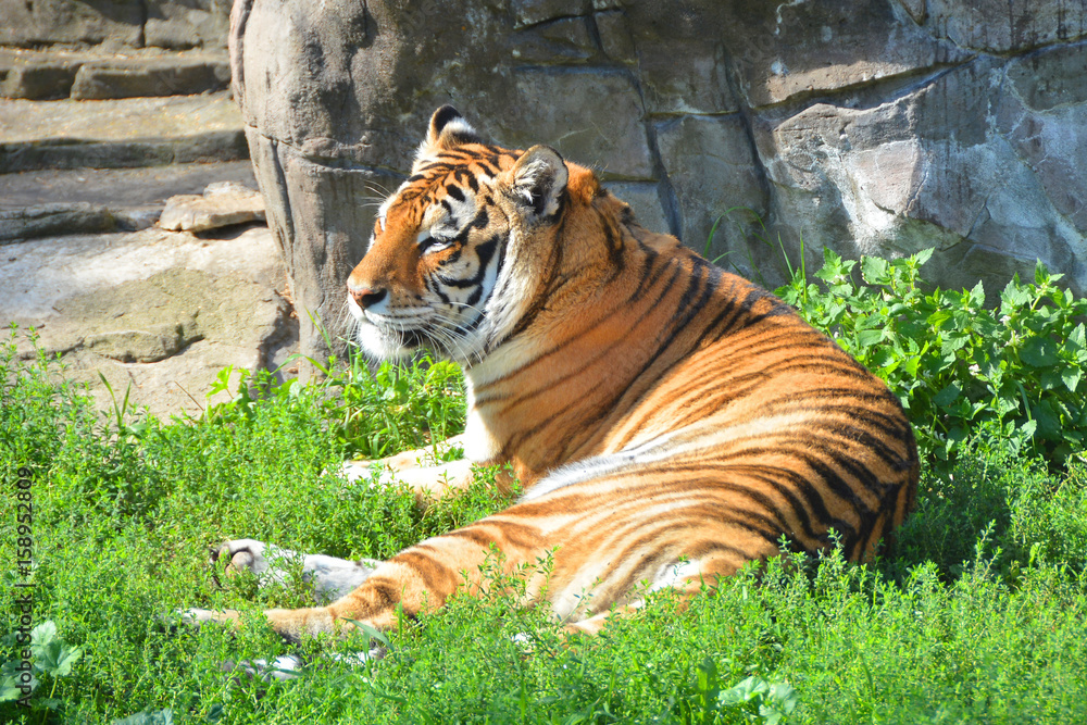 Obraz premium Amur tiger