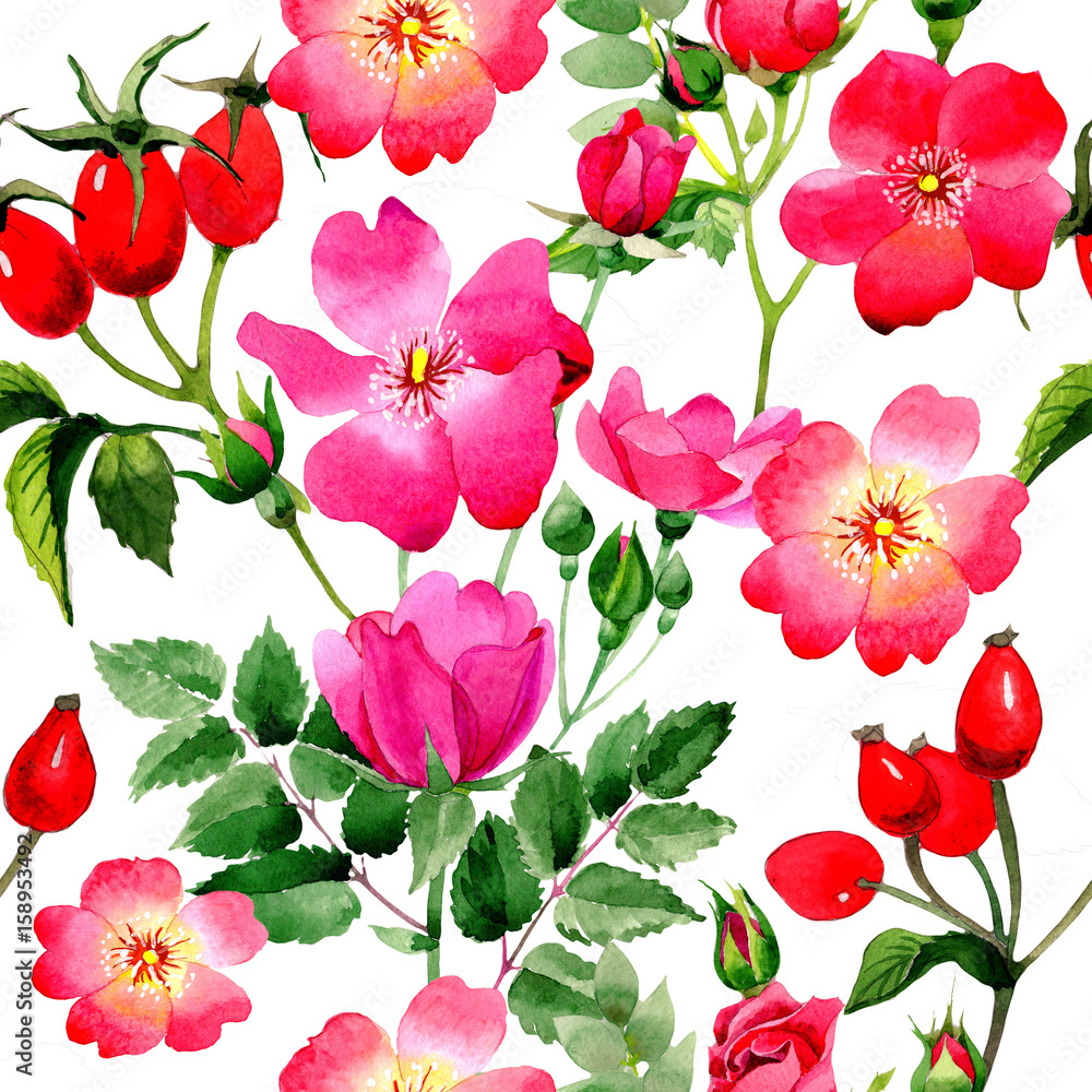 Wildflower rose arkansana flower pattern in a watercolor style isolated.