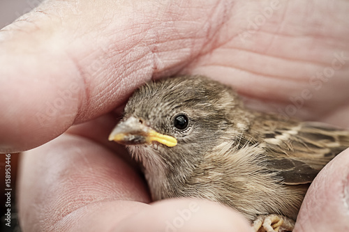 Spatz in der Hand