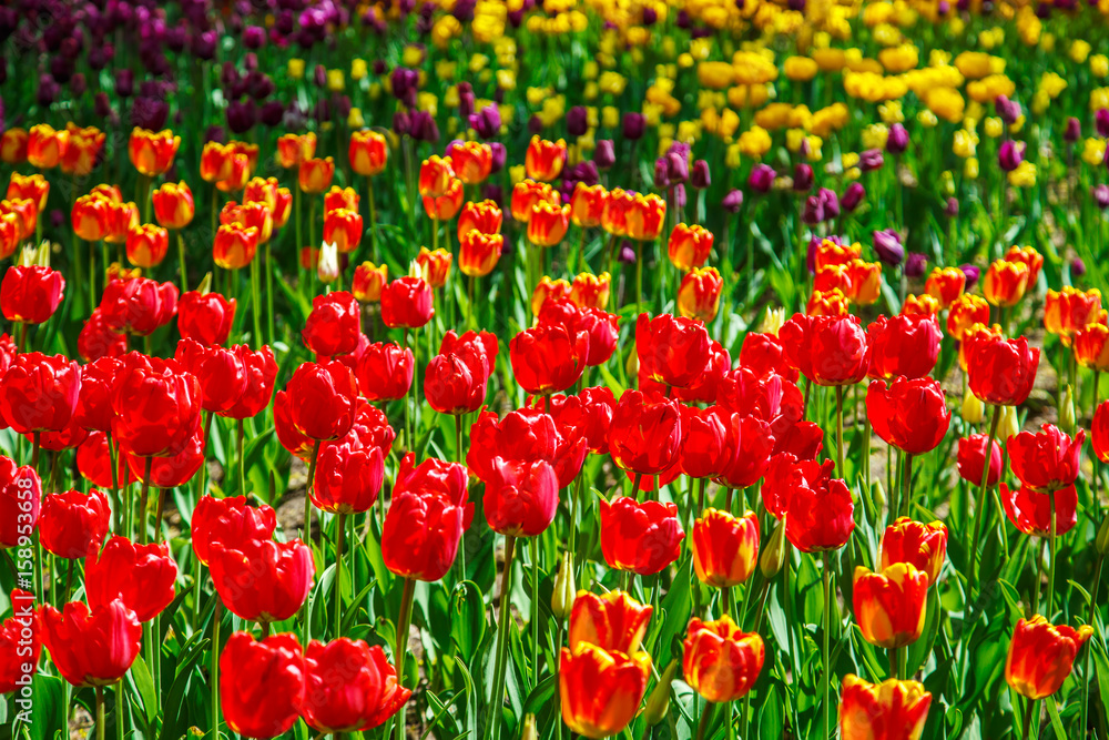 Amazing view of colorful tulips in the garden. Amazing view of colorful tulips in the garden.