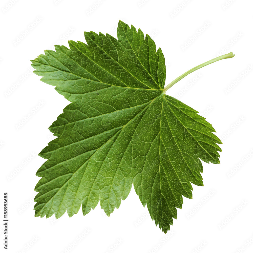 Currant leaf isolated on white background. Currant leaf isolated on white background.