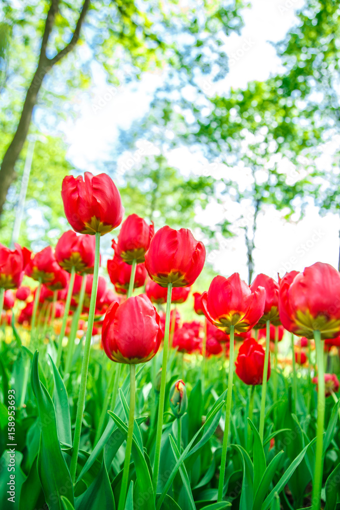 Obraz premium Amazing blooming tulips in the spring city park.