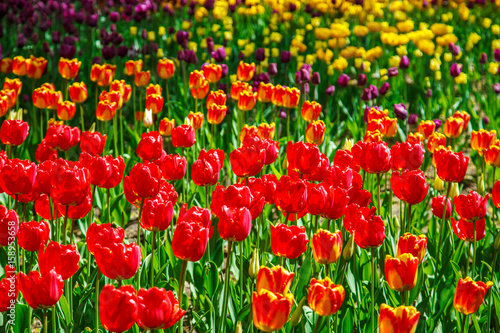 Fototapeta Naklejka Na Ścianę i Meble -   Amazing view of colorful  tulips in the garden.