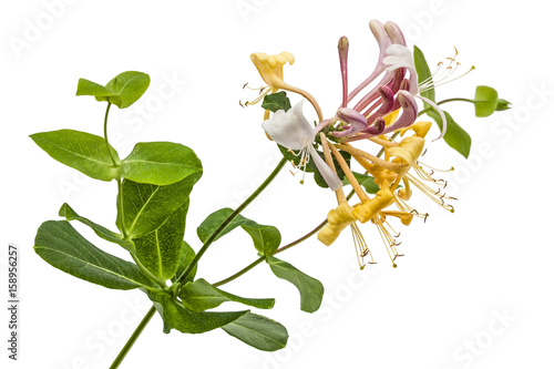 Fototapeta Naklejka Na Ścianę i Meble -  Flowers of honeysuckle, lat. Lonicera caprifolium, isolated on white background