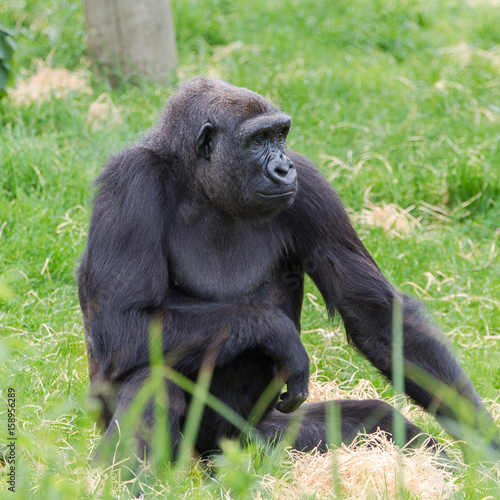     Gorilla, sitting in the grass © Pascale Gueret