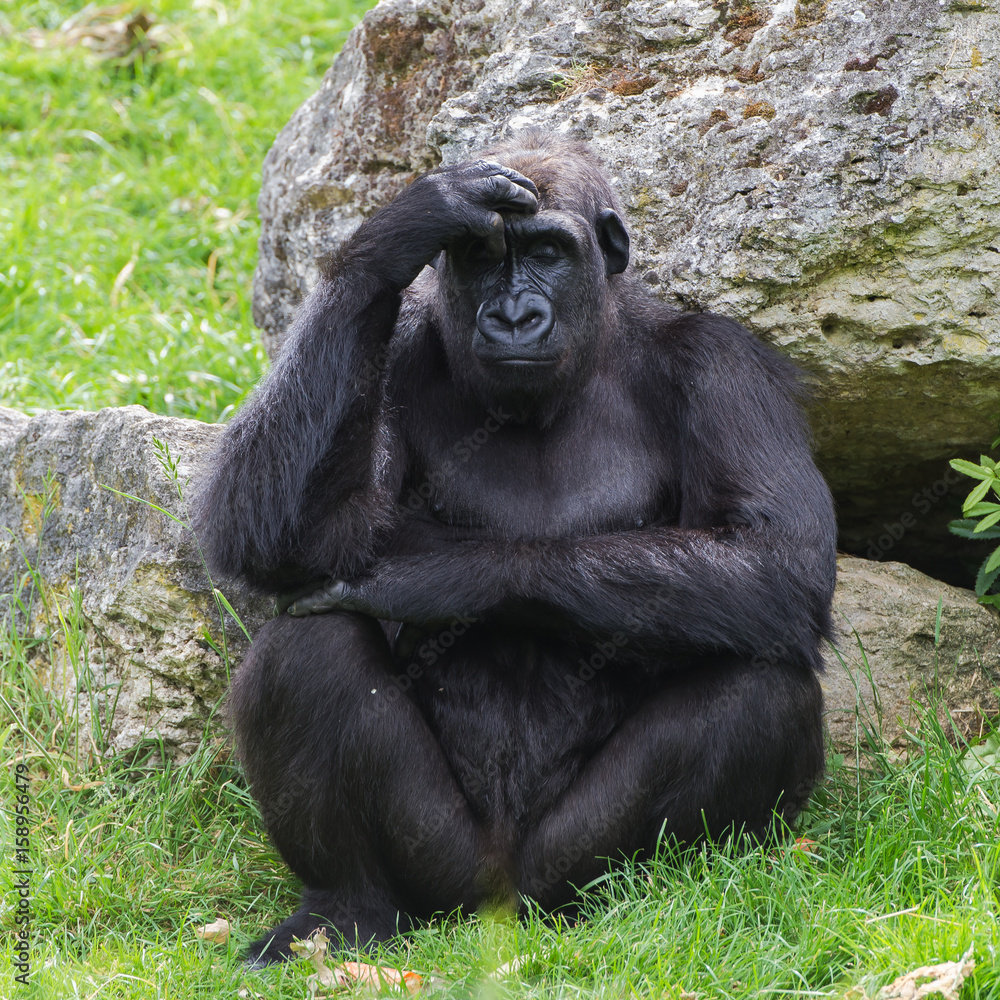Gorilla sitting and thinking