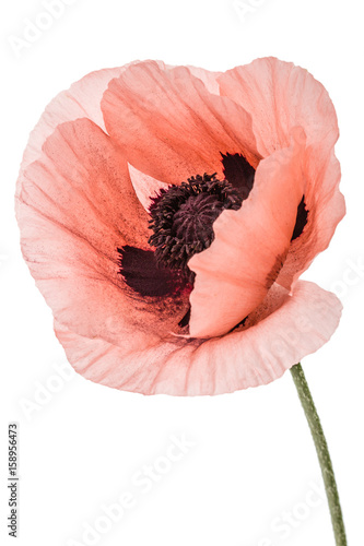 Fototapeta Naklejka Na Ścianę i Meble -  Flower of scarlet poppy, lat. Papaver, isolated on white background