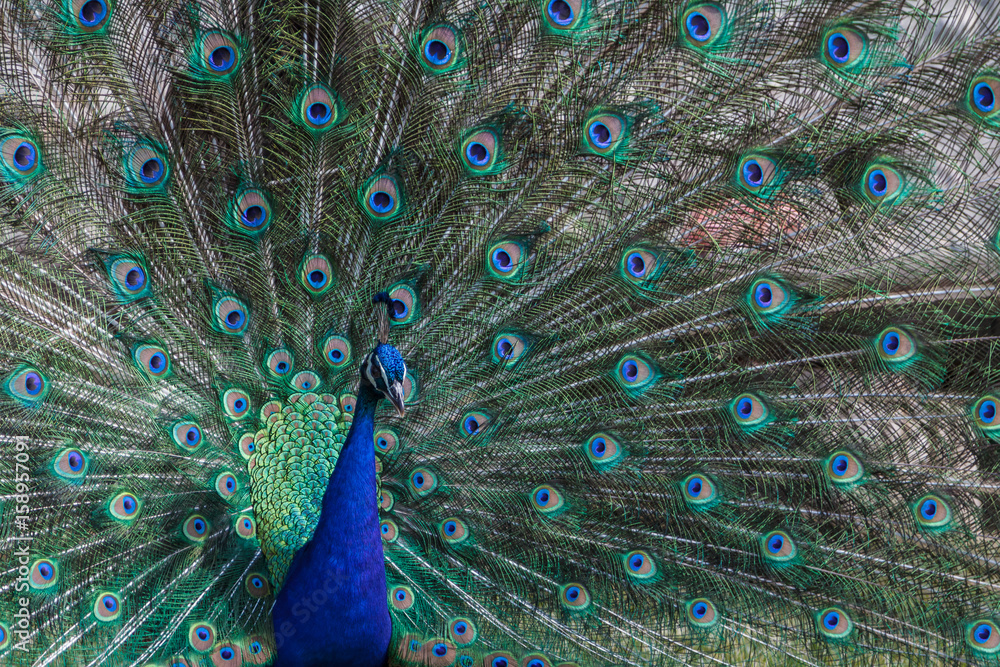 Fototapeta premium Peacock found in the Sveti Naum monastery on Ohrid lake, Macedonia (FYROM)