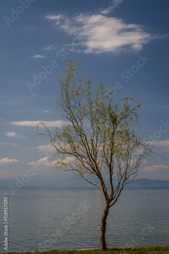 One tree on the shore of Ohrid lake  Macedonia  FYROM 