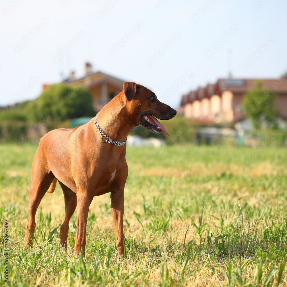 rhodesian