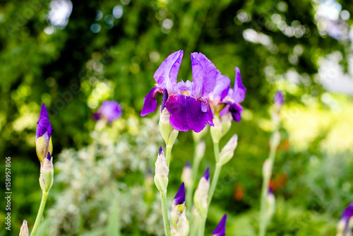 Fototapeta Naklejka Na Ścianę i Meble -  Purple irises bloom in the botanical garden