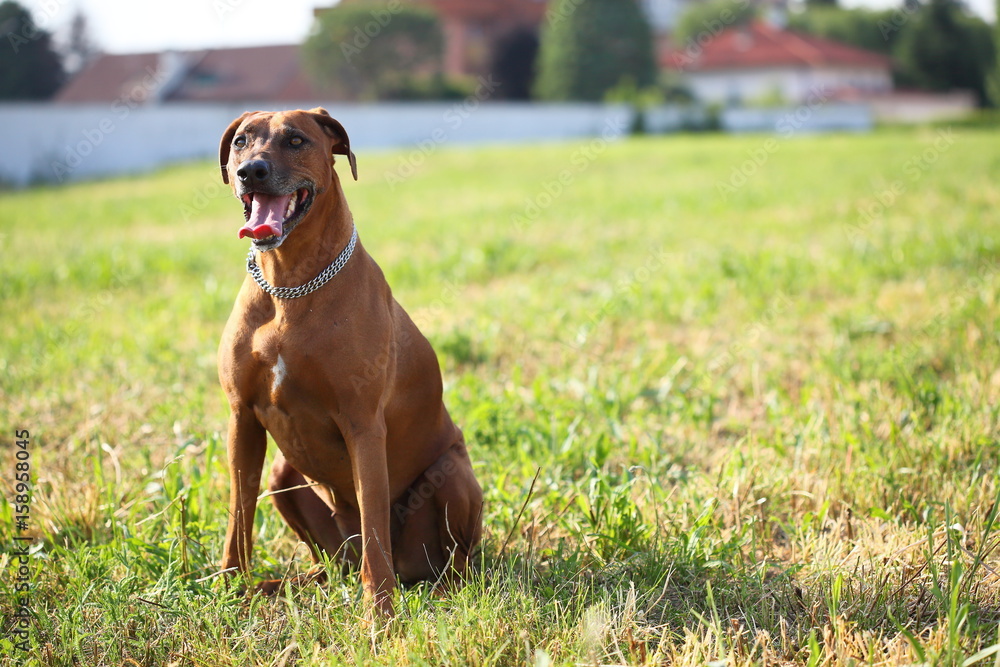 rhodesian rhodesian