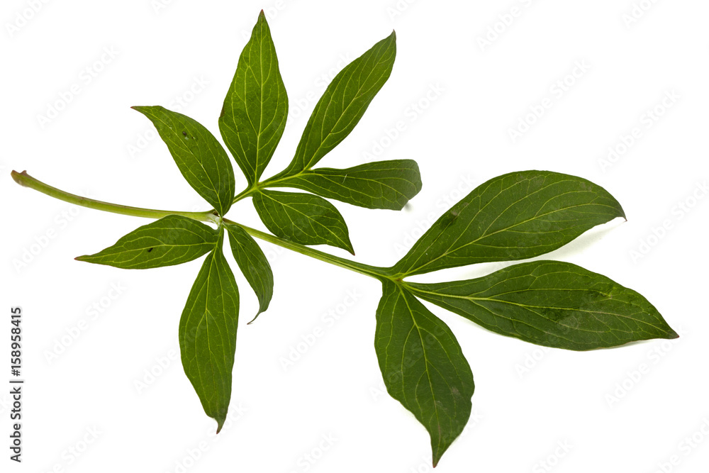 Leaf of peony flower, lat. Paeonia, isolated on white background