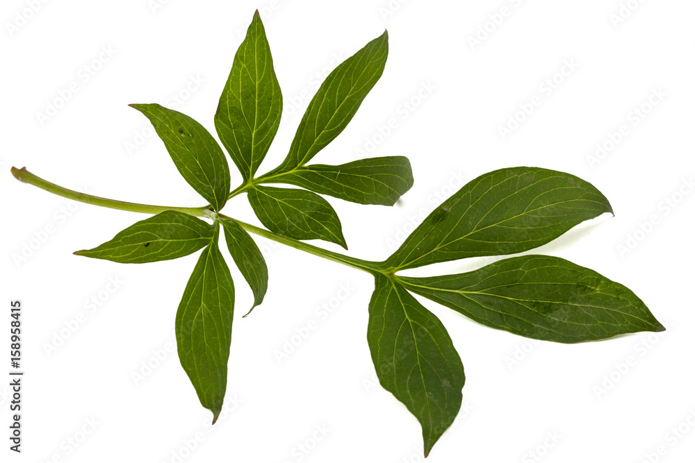 Leaf of peony flower, lat. Paeonia, isolated on white background Leaf of peony flower, lat. Paeonia, isolated on white background
