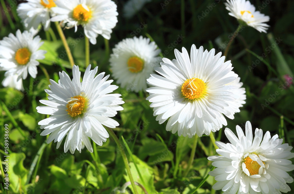Fototapeta premium Blooming white flowers in the meadow