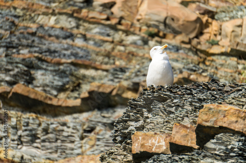 Black sea seagull