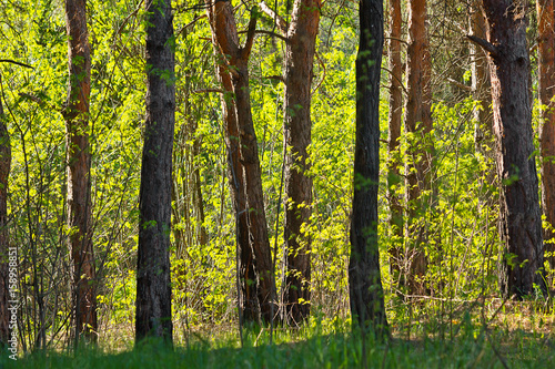 Trees in the summer woods flooded with sunlight © tillottama