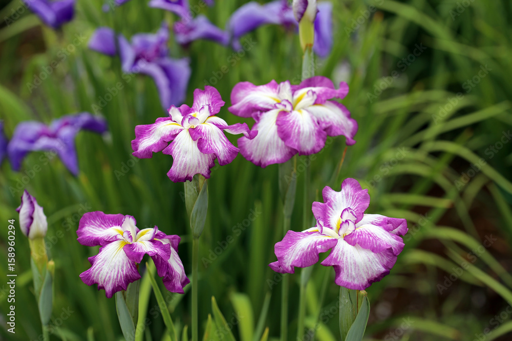 菖蒲 菖蒲